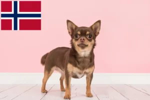 Read more about the article Chihuahua crescători și căței în Norvegia