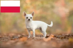 Read more about the article Chihuahua crescători și căței în Polonia