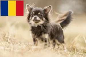 Read more about the article Chihuahua crescători și căței în România