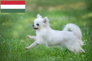 Read more about the article Chihuahua crescători și căței în Ungaria