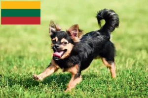 Read more about the article Chihuahua crescători și căței în Lituania