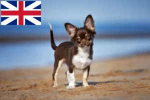 Read more about the article Chihuahua crescători și căței în Marea Britanie