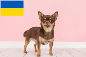 Read more about the article Chihuahua crescători și căței în Ucraina