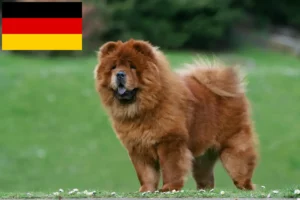 Read more about the article Chow-Chow crescători și căței în Germania