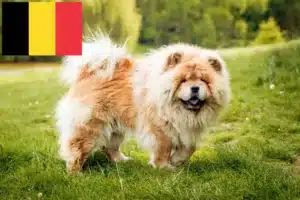 Read more about the article Chow-Chow crescători și căței în Belgia