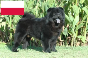 Read more about the article Chow-Chow crescători și căței în Polonia