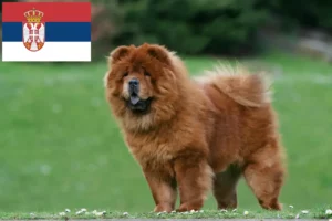 Read more about the article Chow Chow Chow crescători și căței în Serbia