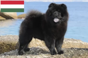 Read more about the article Chow-Chow crescători și căței în Ungaria