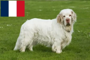 Read more about the article Clumber Spaniel crescători și căței în Franța