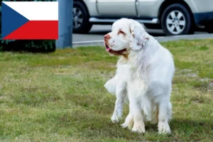 Read more about the article Clumber Spaniel crescători și căței în Republica Cehă