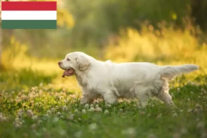 Read more about the article Clumber Spaniel crescători și căței în Ungaria