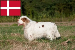 Read more about the article Clumber Spaniel crescători și căței în Danemarca