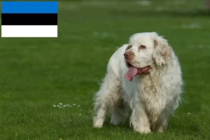 Read more about the article Clumber Spaniel crescători și căței în Estonia