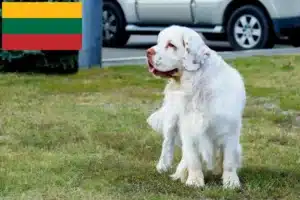 Read more about the article Clumber Spaniel crescători și căței în Lituania