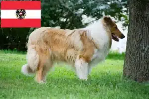 Read more about the article Collie crescători și căței în Austria