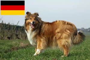 Read more about the article Collie crescători și căței în Germania