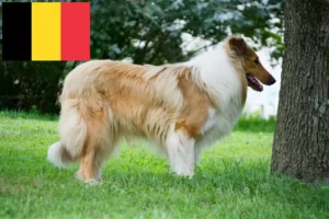 Read more about the article Collie crescători și căței în Belgia