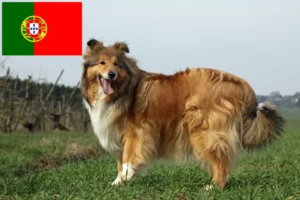 Read more about the article Collie crescători și căței în Portugalia