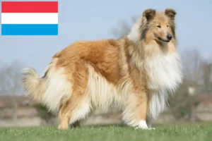 Read more about the article Crescători de Collie și căței în Luxemburg