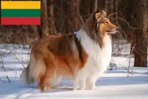 Read more about the article Collie crescători și căței în Lituania