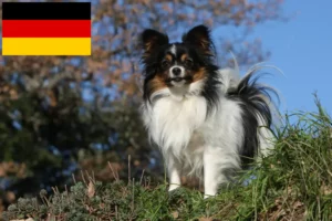 Read more about the article Continental Dwarf Spaniel crescători și căței în Germania