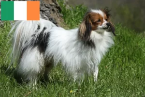 Read more about the article Continental Dwarf Spaniel Breeder și cățeluși în Irlanda