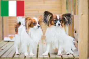 Read more about the article Continental Dwarf Spaniel Breeder și căței în Italia