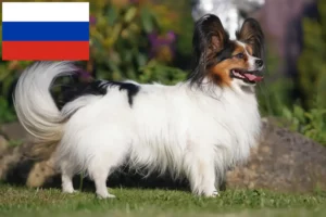 Read more about the article Continental Dwarf Spaniel Breeder și cățeluși în Rusia