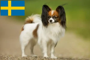 Read more about the article Continental Dwarf Spaniel Breeder și cățeluși în Suedia