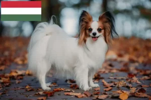 Read more about the article Continental Dwarf Spaniel Breeder și Cățeluși în Ungaria