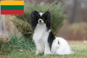 Read more about the article Continental Dwarf Spaniel Breeder și cățeluși în Lituania