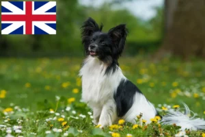 Read more about the article Continental Dwarf Spaniel Breeder și cățeluși în Marea Britanie