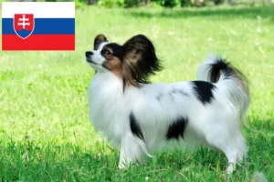 Read more about the article Continental Dwarf Spaniel Breeder și căței în Slovacia