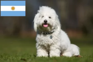 Read more about the article Coton de Tuléar crescători și căței în Argentina