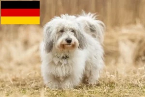 Read more about the article Coton de Tuléar crescători și căței în Germania