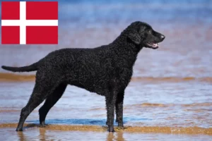 Read more about the article Curly Coated Retriever crescători și căței în Danemarca