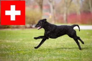 Read more about the article Curly Coated Retriever crescători și căței în Elveția