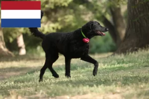 Read more about the article Curly Coated Retriever crescători și căței în Olanda