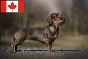 Read more about the article Dachshund crescători și căței în Canada