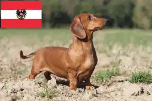 Read more about the article Dachshund crescători și căței în Austria