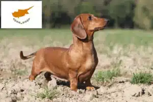 Read more about the article Dachshund crescători și căței în Cipru