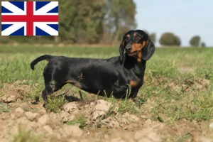 Read more about the article Dachshund crescători și căței în Marea Britanie