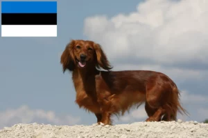 Read more about the article Dachshund crescători și căței în Estonia