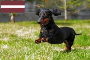 Read more about the article Dachshund crescători și căței în Letonia