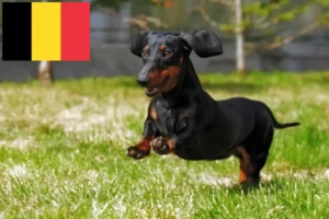 Read more about the article Dachshund crescători și căței în Belgia