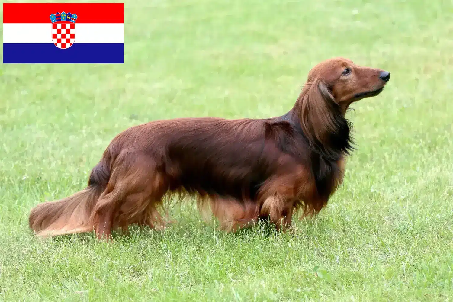 Read more about the article Dachshund crescători și căței în Croația