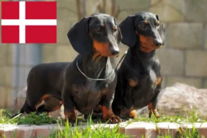 Read more about the article Dachshund crescători și căței în Danemarca