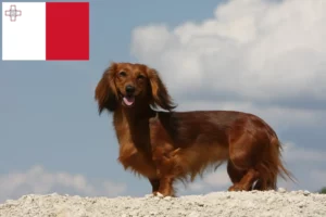 Read more about the article Dachshund crescători și căței în Malta