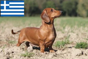 Read more about the article Dachshund crescători și căței în Grecia