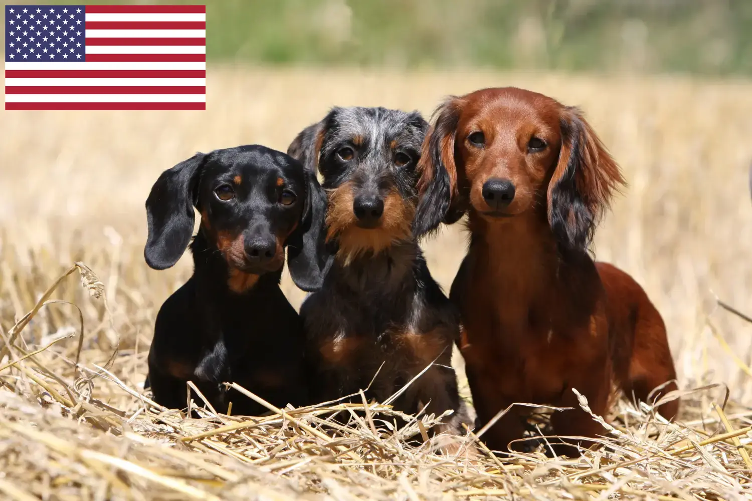 Read more about the article Dachshund crescători și căței în SUA